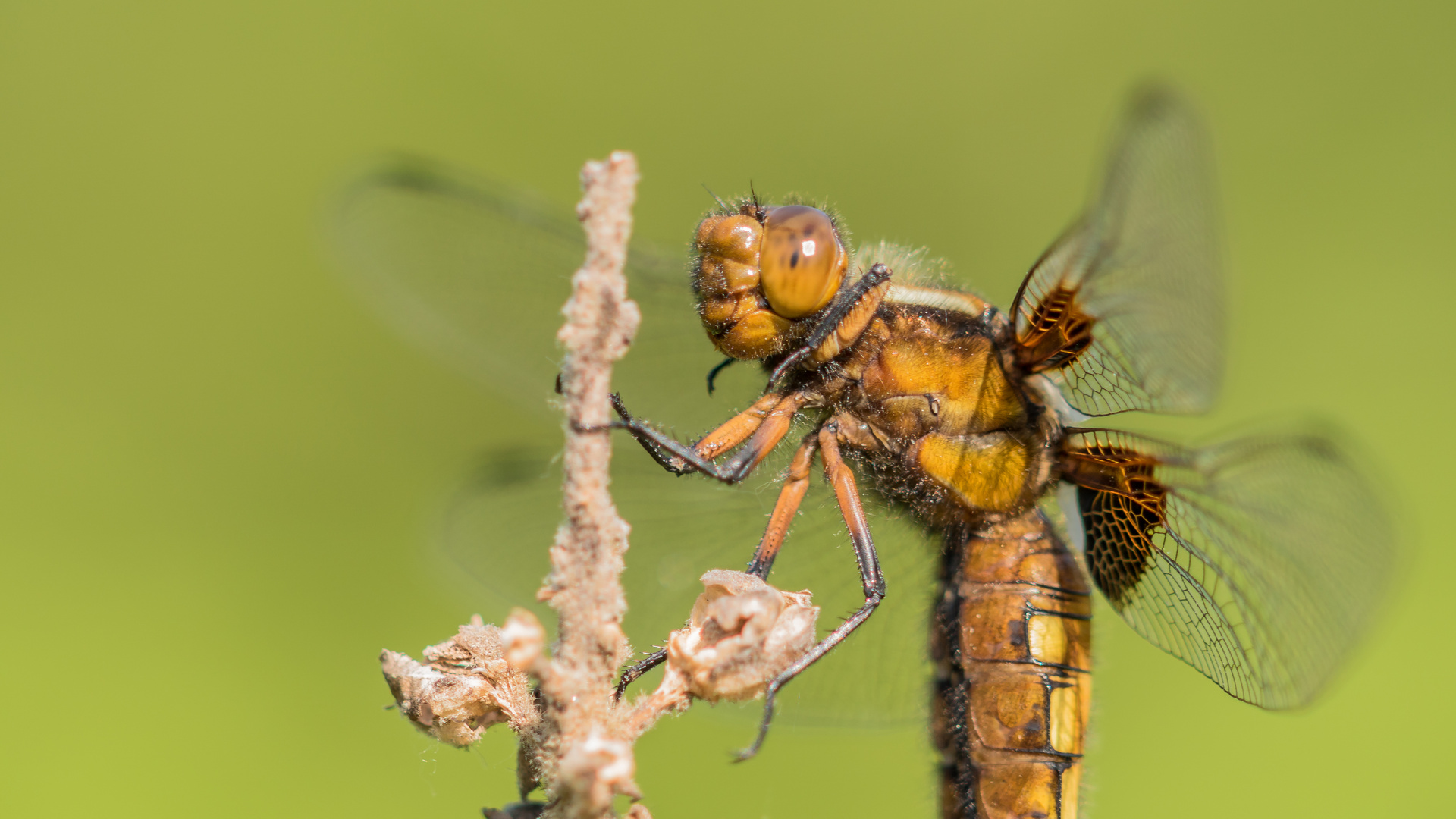 Portrait der Plattbauchlibelle