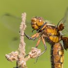 Portrait der Plattbauchlibelle