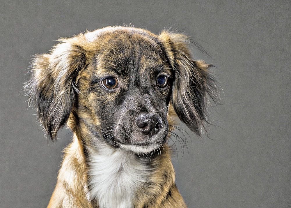 Portrait der Podenco Hündin Sanya