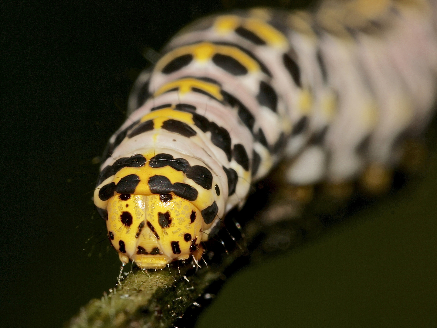 Portrait der Raupe des Braunwurz-Mönchs (Cucullia scrophulariae)