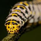 Portrait der Raupe des Braunwurz-Mönchs (Cucullia scrophulariae)