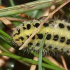 Portrait der Raupe eines Sechsfleckwidderchens (Zygaena filipendulae)