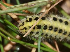 Portrait der Raupe eines Sechsfleckwidderchens (Zygaena filipendulae)