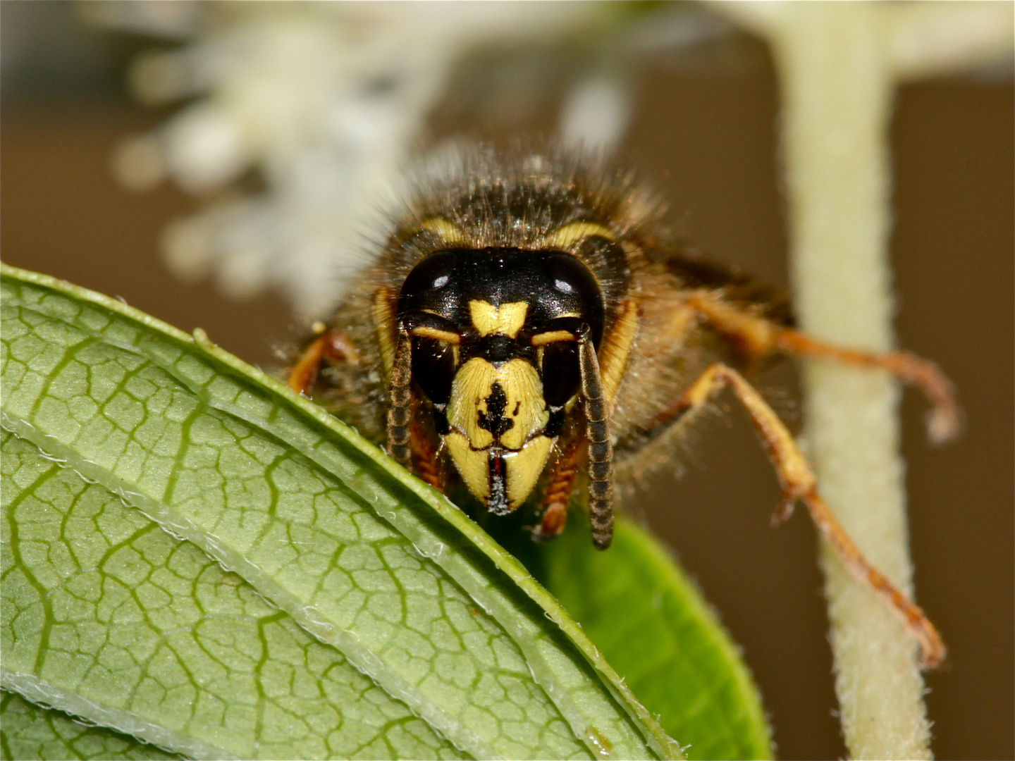 Portrait der Sächsischen Wespe (Dolichovespula sxonica) - Kennt Ihr Didi Hallervorden?