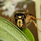 Portrait der Sächsischen Wespe (Dolichovespula sxonica) - Kennt Ihr Didi Hallervorden?