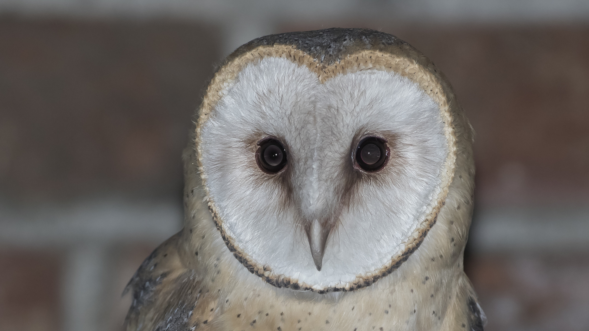 Portrait der Schleiereule