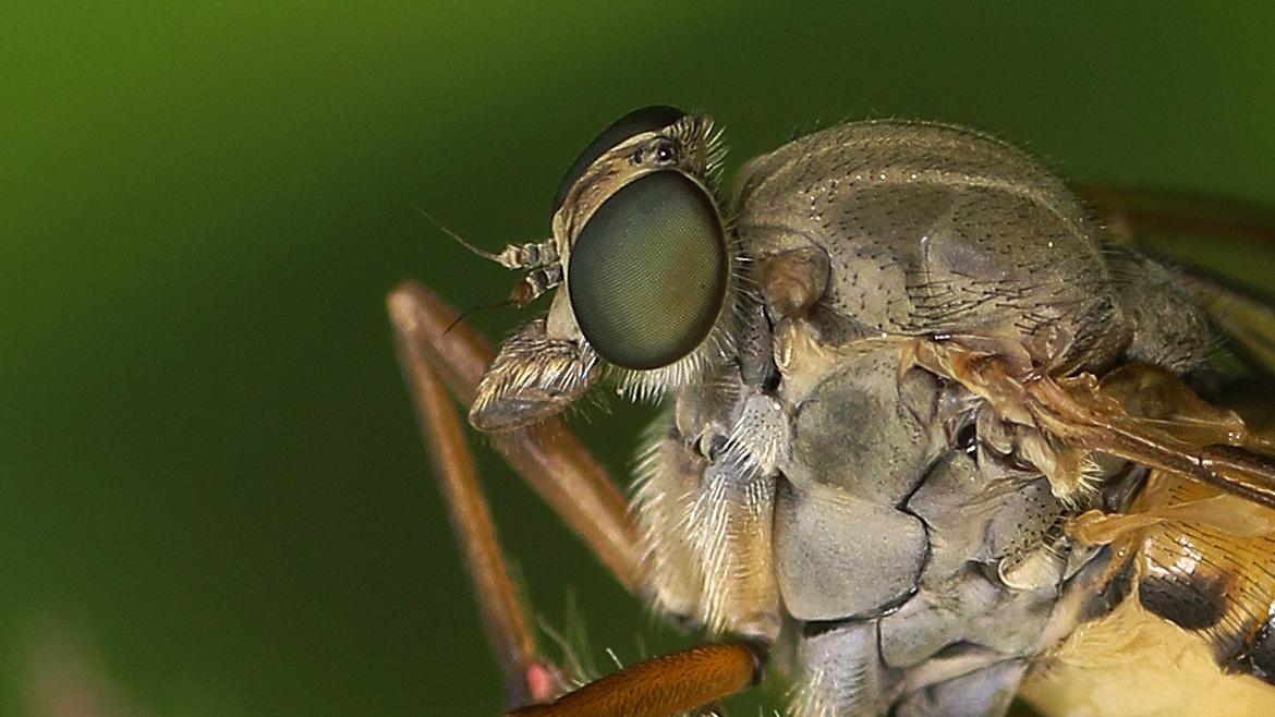 Portrait der Schnepfenfliege