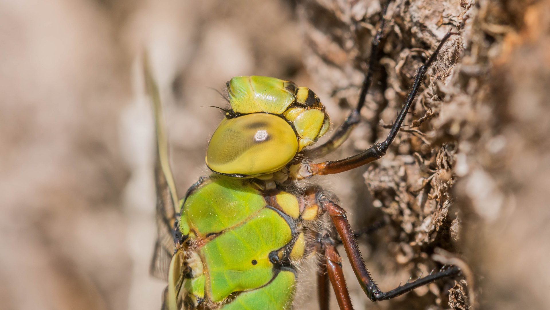 Portrait der weiblichen Königslibelle