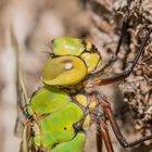 Portrait der weiblichen Königslibelle