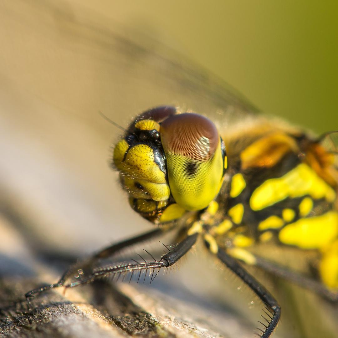 Portrait der weiblichen Schwarzen Heidelibelle