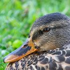 Portrait der weiblichen Stockente