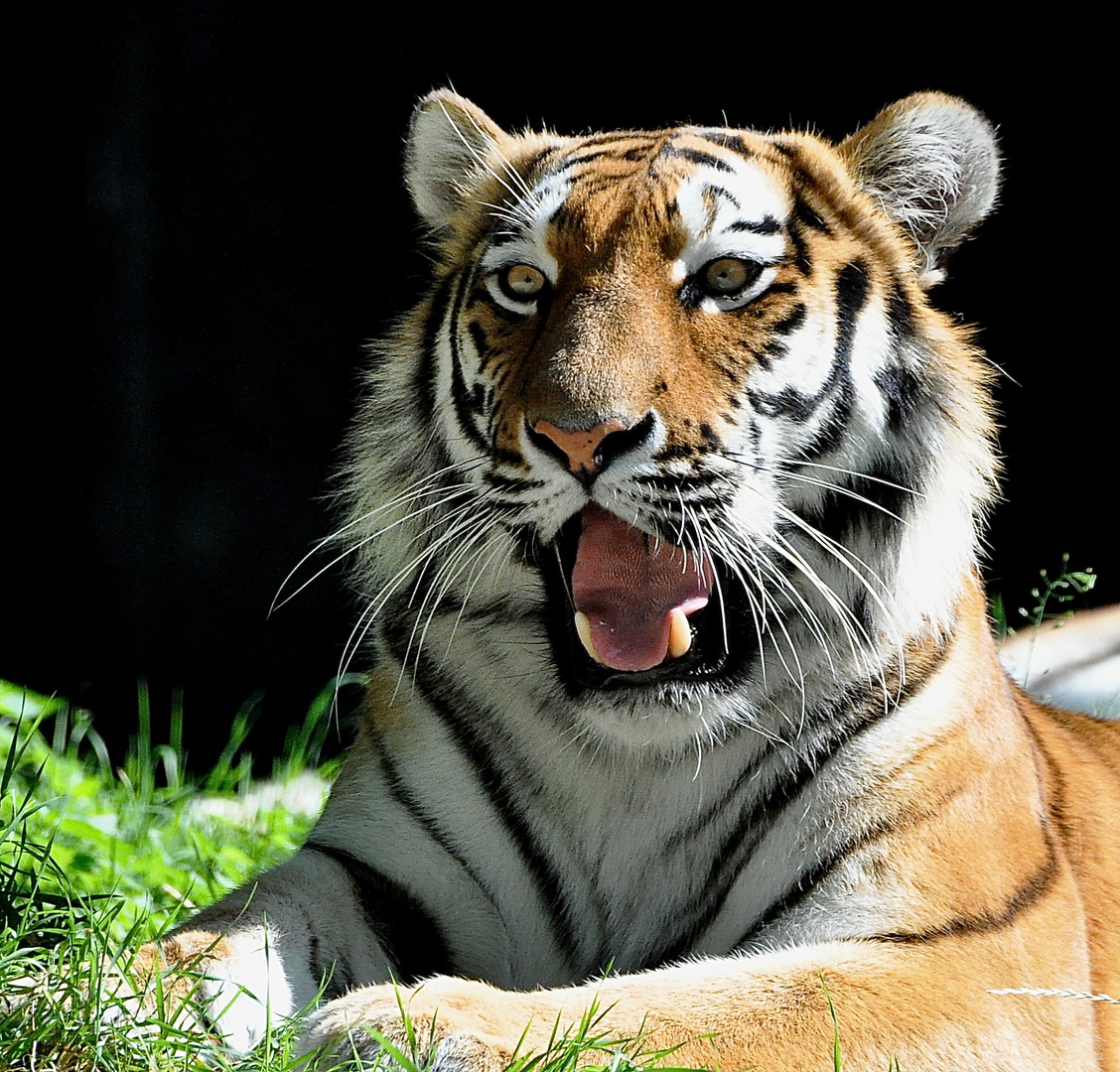 Portrait der weiblichen Tigerin