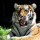Portrait der weiblichen Tigerin