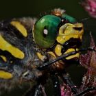 Portrait der Zweigestreiften Quelljungfer (Cordulegaster boltoni) - FÜR BRIGITT!