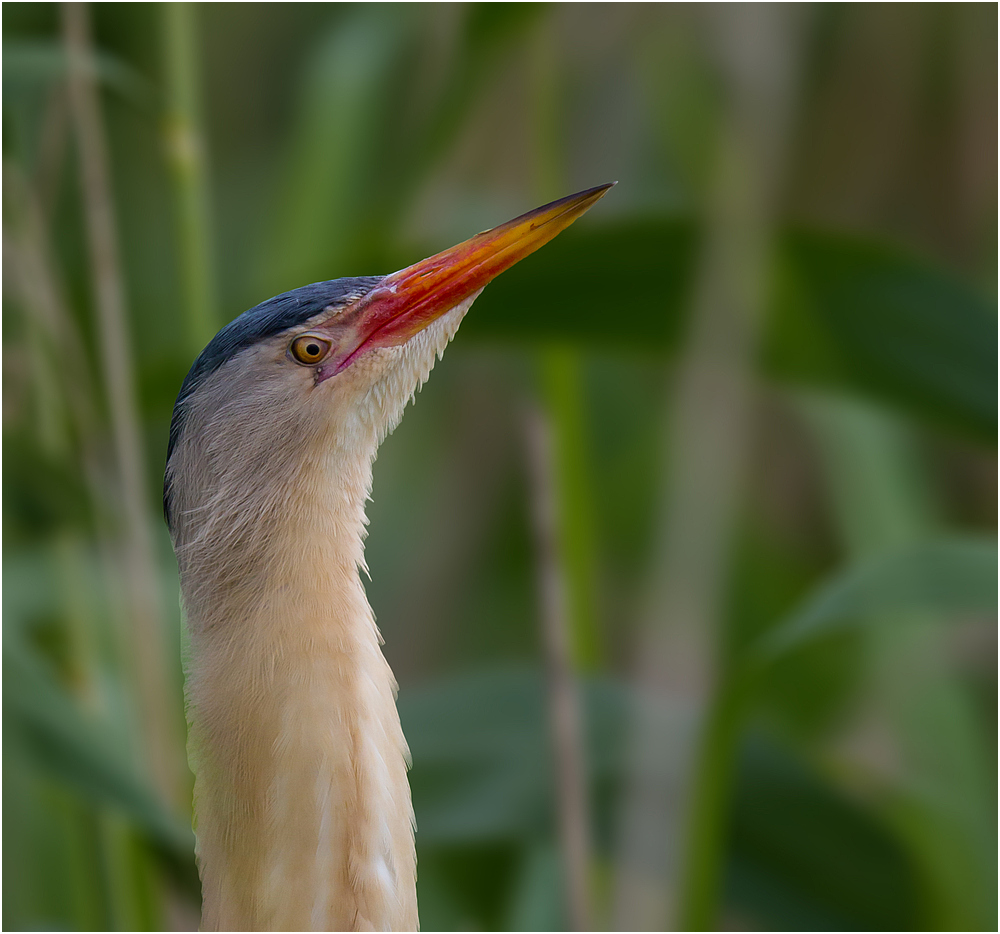 Portrait der Zwergdommel