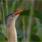 Portrait der Zwergdommel