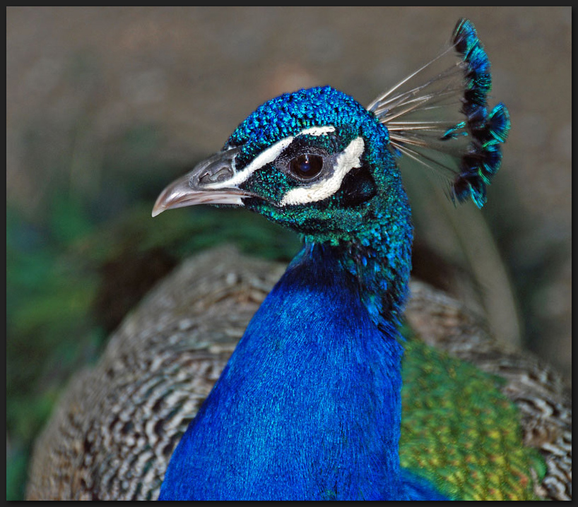 Portrait des Blauen Pfau