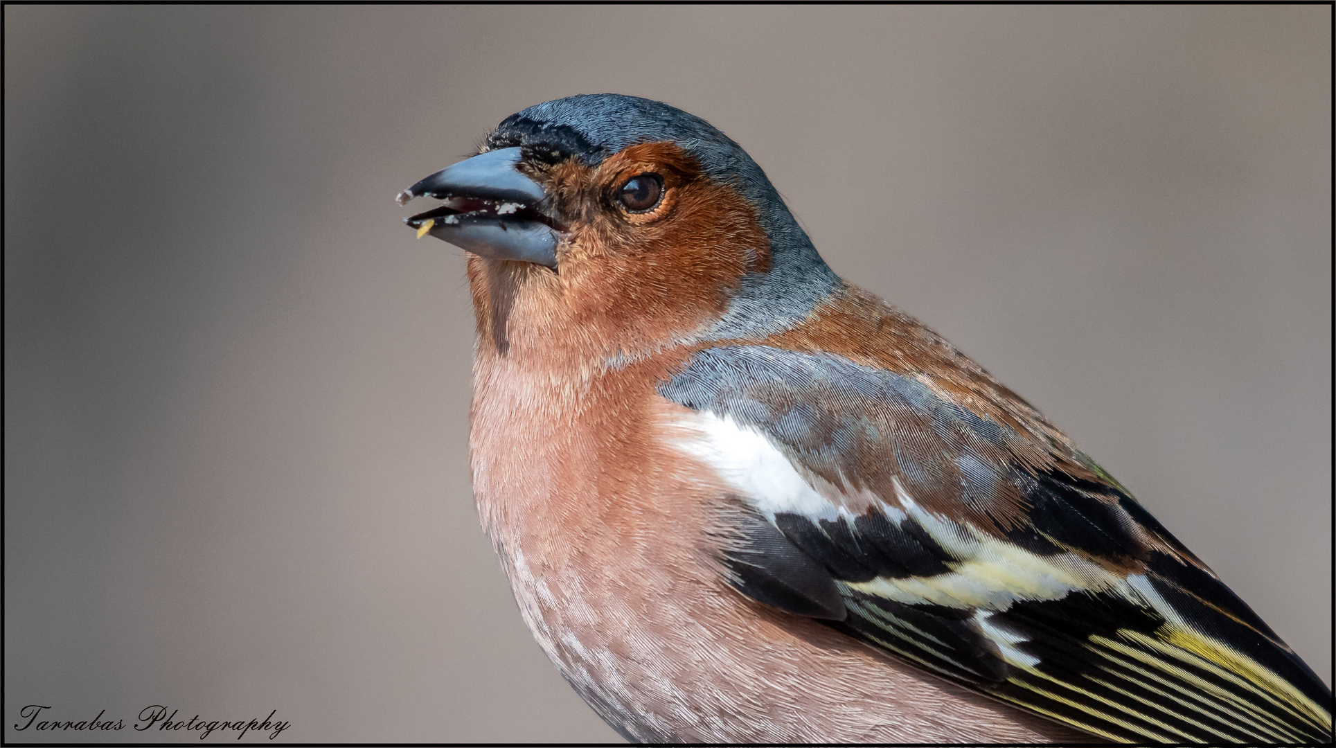 Portrait des Buchfinken