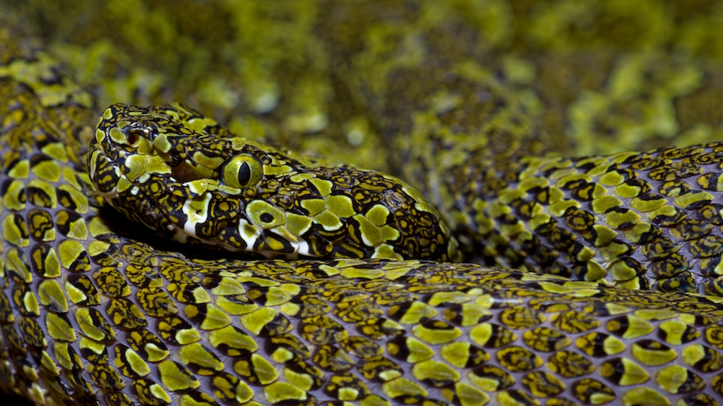 Portrait des Chinesischen Buschmeister's (Protobothrops(Zhaoermia) mangshanensis)