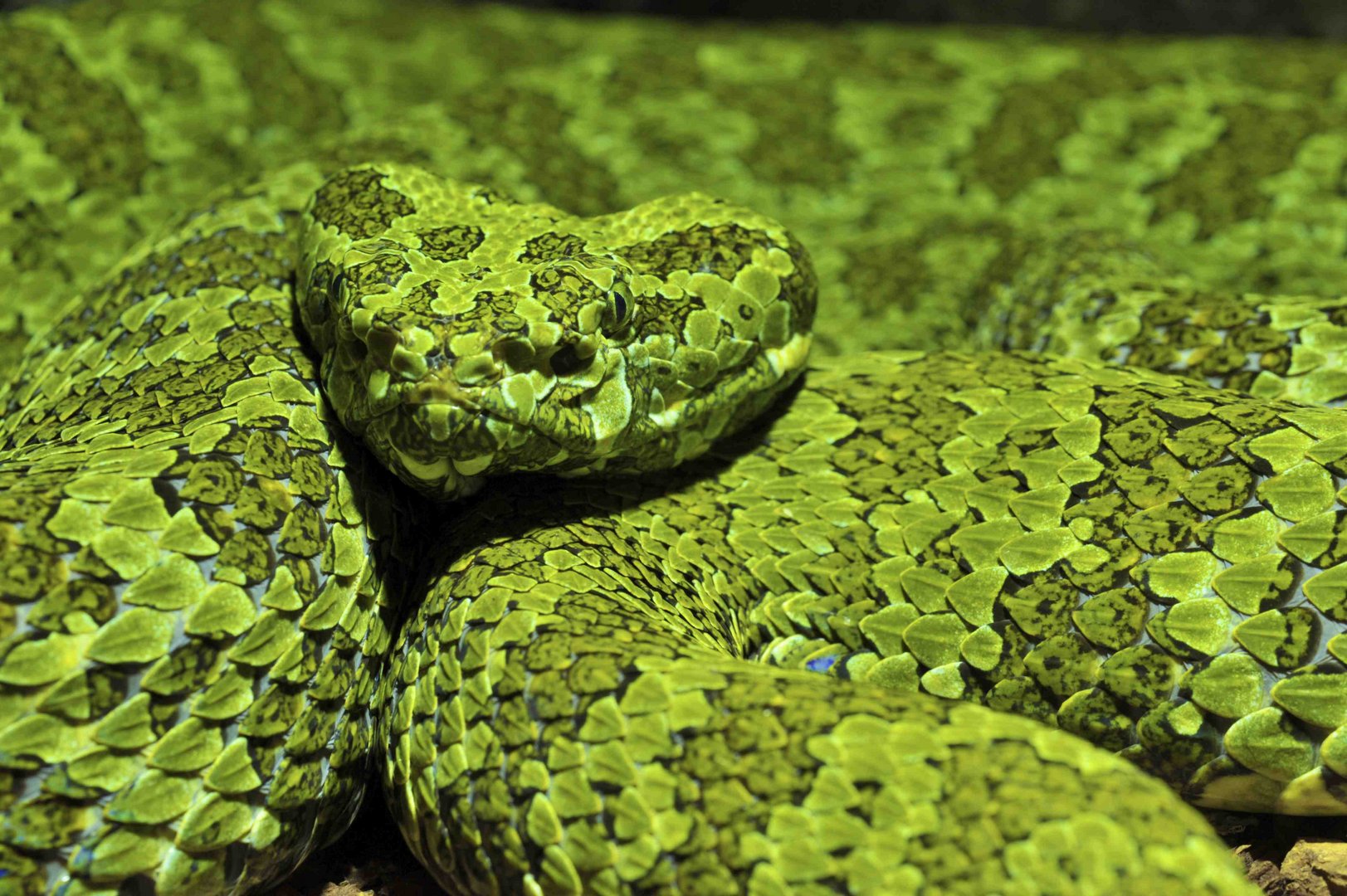 PORTRAIT DES CHINESISCHEN BUSCHMEISTER'S (Zhaoermia mangshanensis)