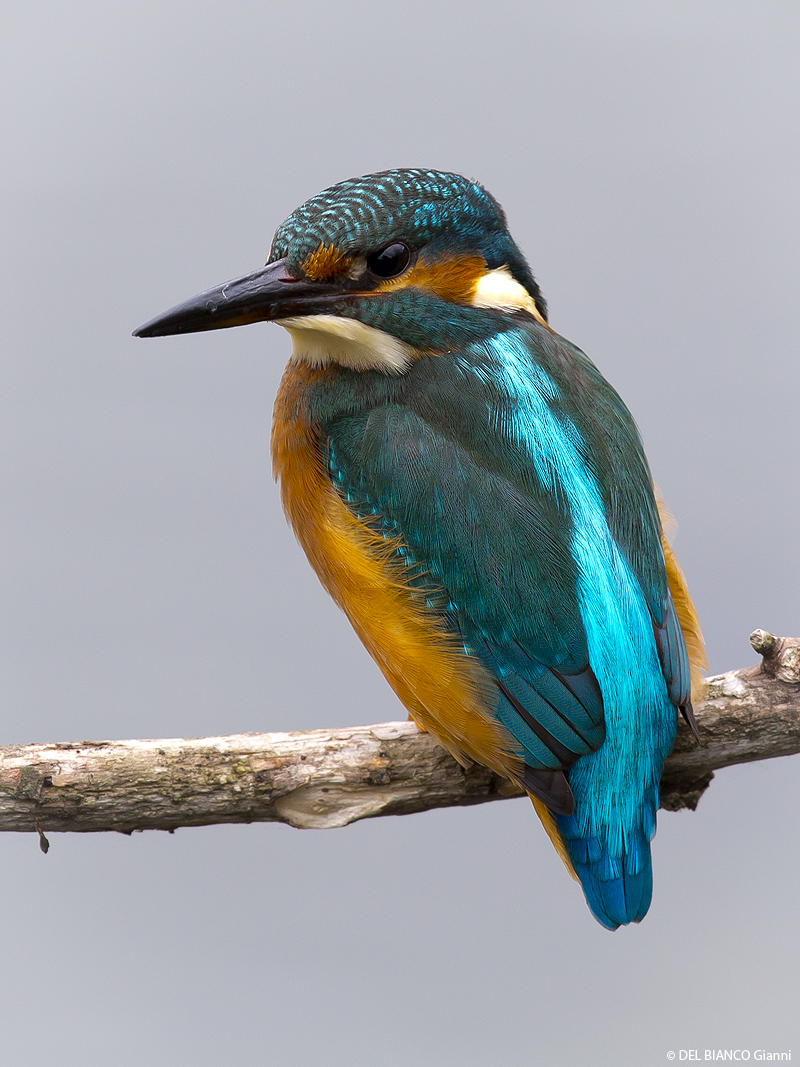 Portrait des Eisvogels