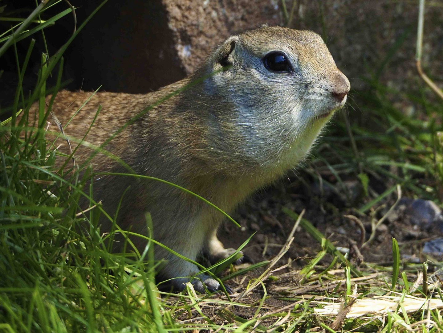 Portrait des Europäischen Ziesel (Spermophilus citellus)