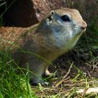 Portrait des Europäischen Ziesel (Spermophilus citellus)