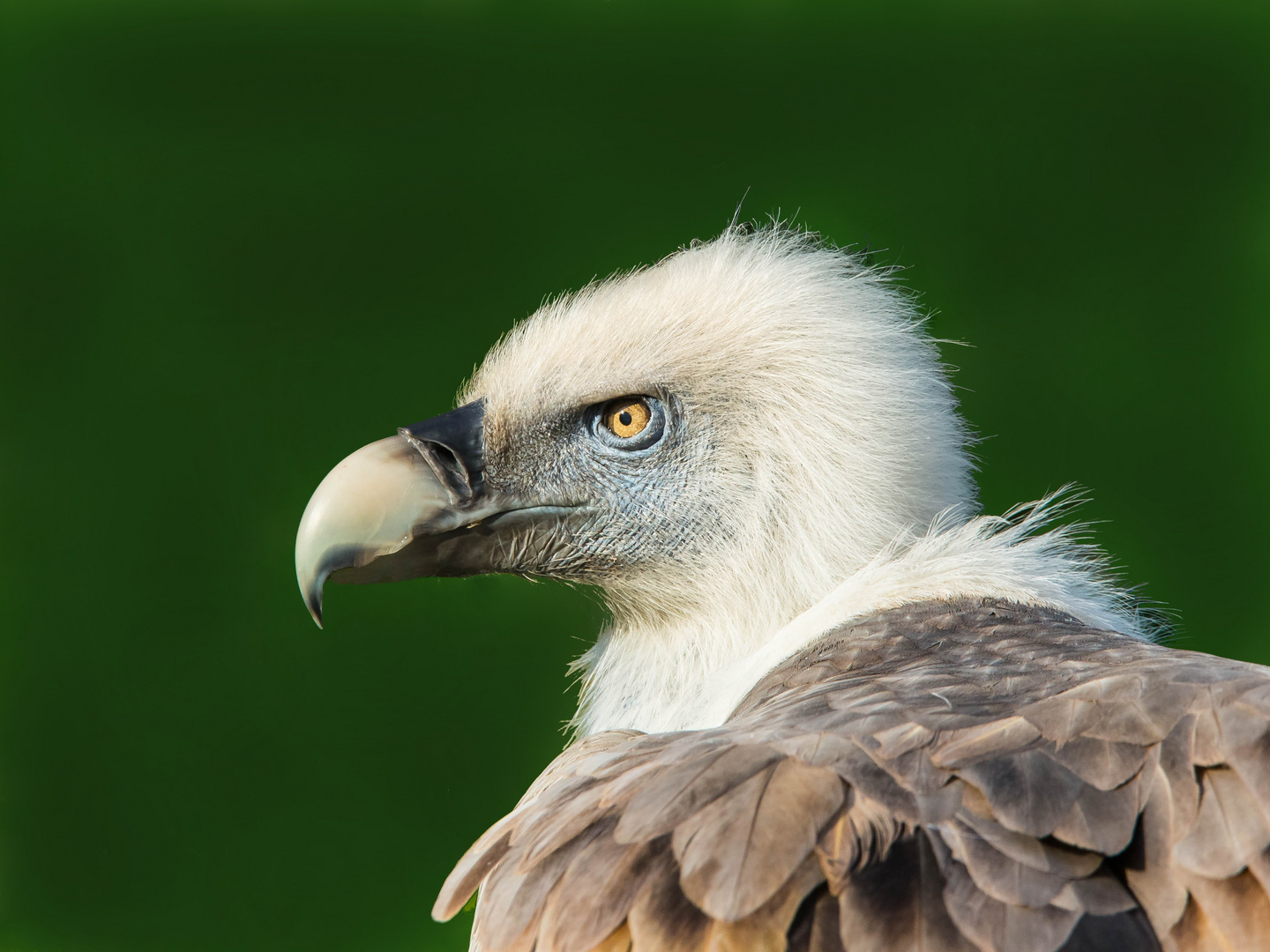 Portrait des Gänsegeier