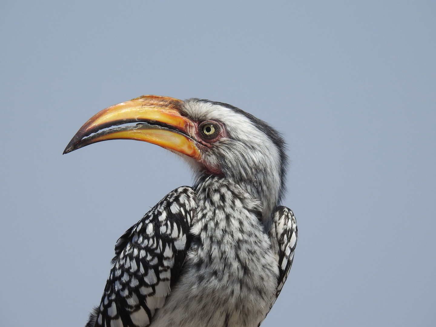 Portrait des Gelbschnabeltokos.