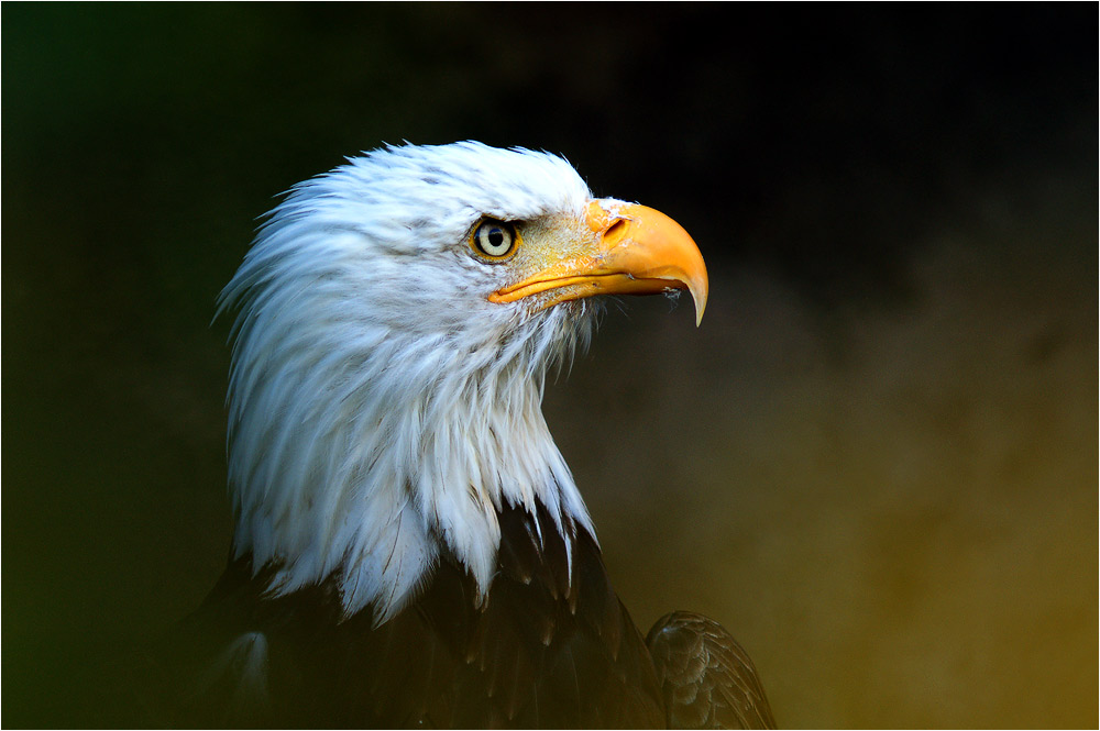 Portrait des Jägers