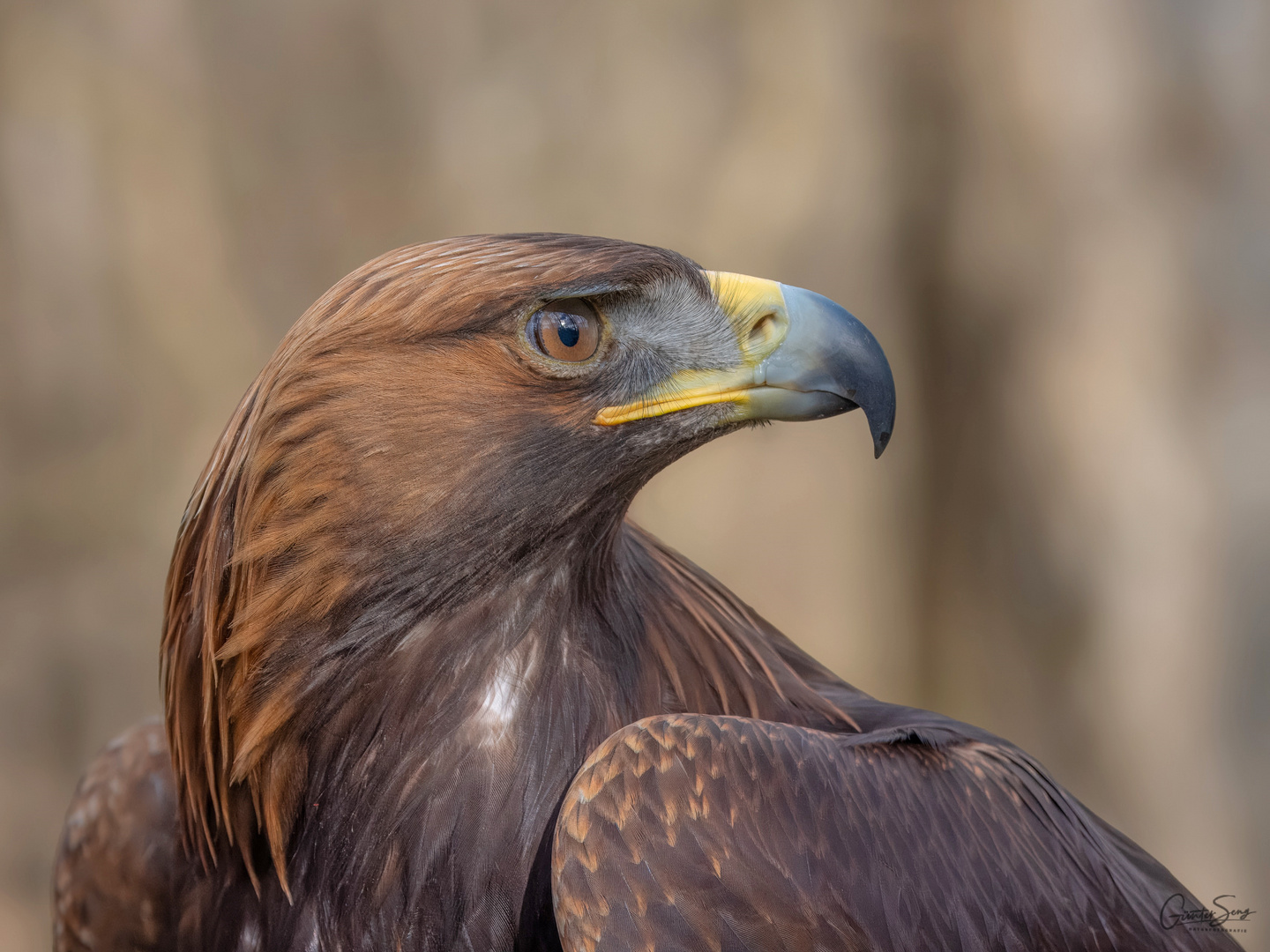 Portrait des jungen Steinadlers