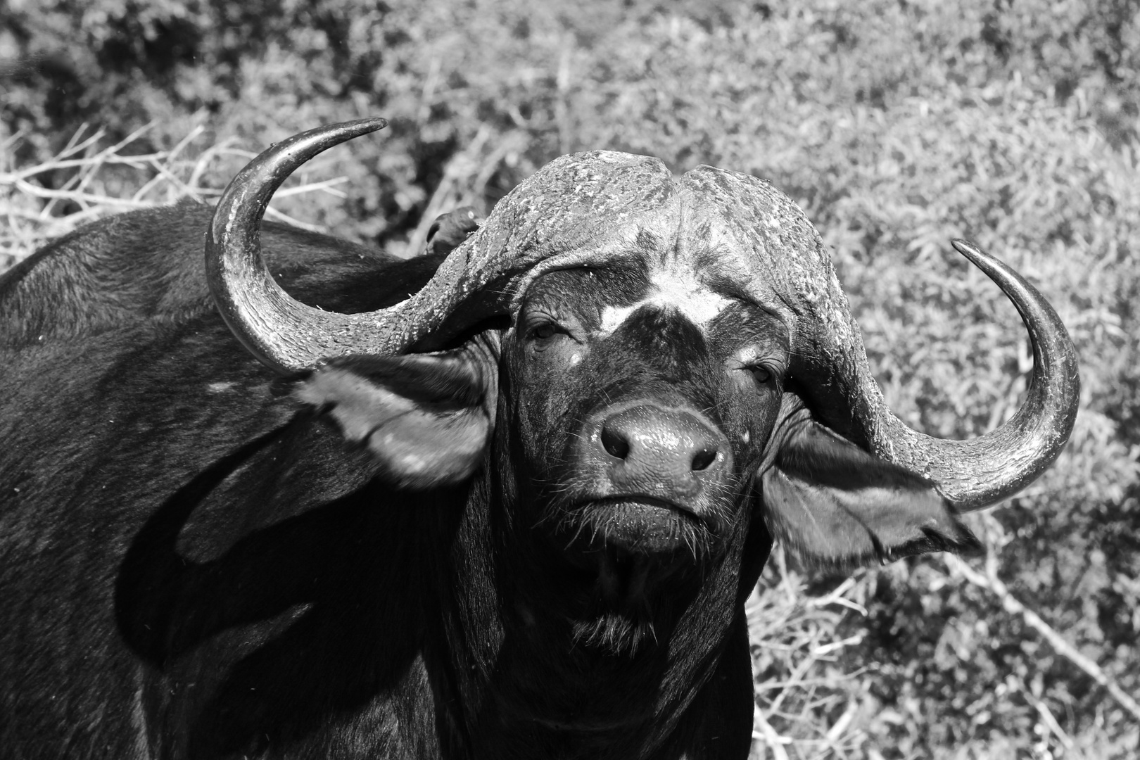 Portrait des Kaffernbüffels (Syncerus caffer)