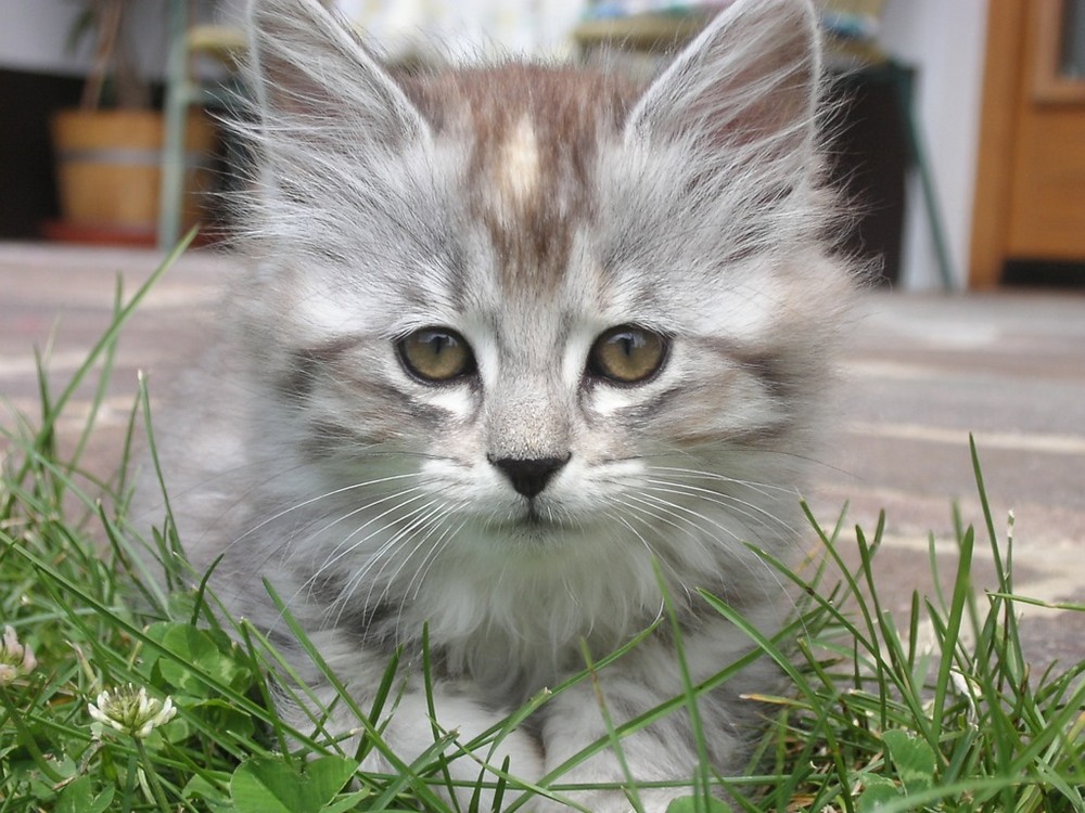 Portrait des Katzenbabys