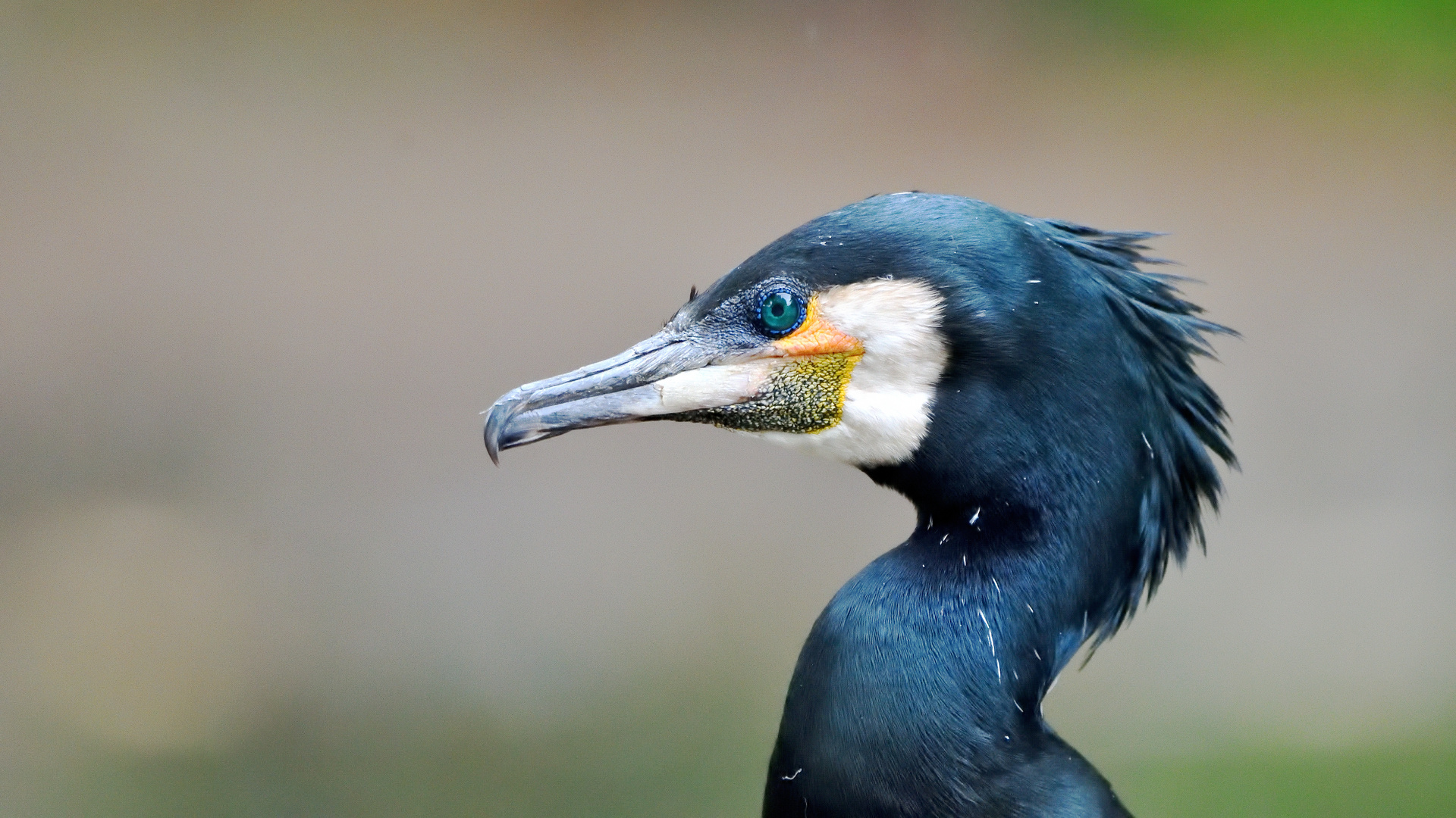 Portrait des Kormoran