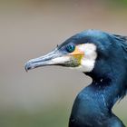 Portrait des Kormoran