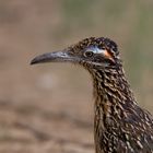 Portrait des Roadrunners im Death Valley