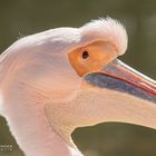 Portrait des Rosa Pelikan