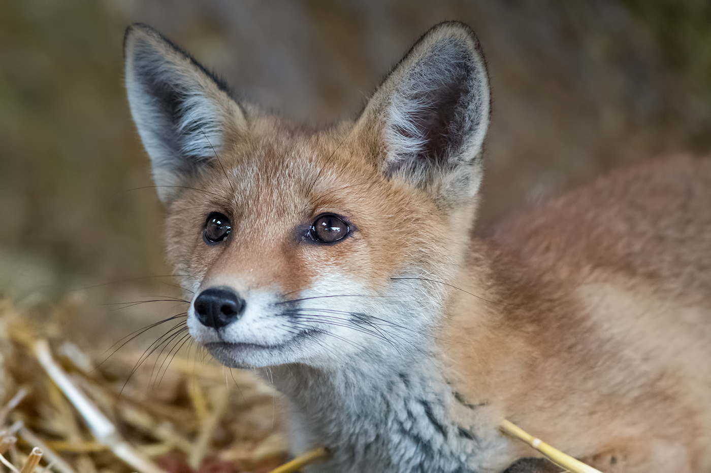 Portrait des Rotfuchses (vulpes vulpes)