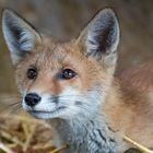 Portrait des Rotfuchses (vulpes vulpes)