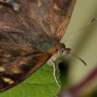 Portrait des Waldbrettspiels (Pararge aegeria)