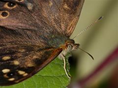 Portrait des Waldbrettspiels (Pararge aegeria)