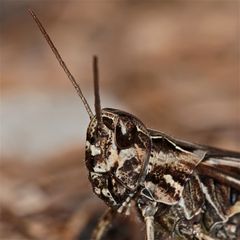 Portrait des weiblichen Rotleibigen Grashüpfers (Omocestus haemorrhoidalis)