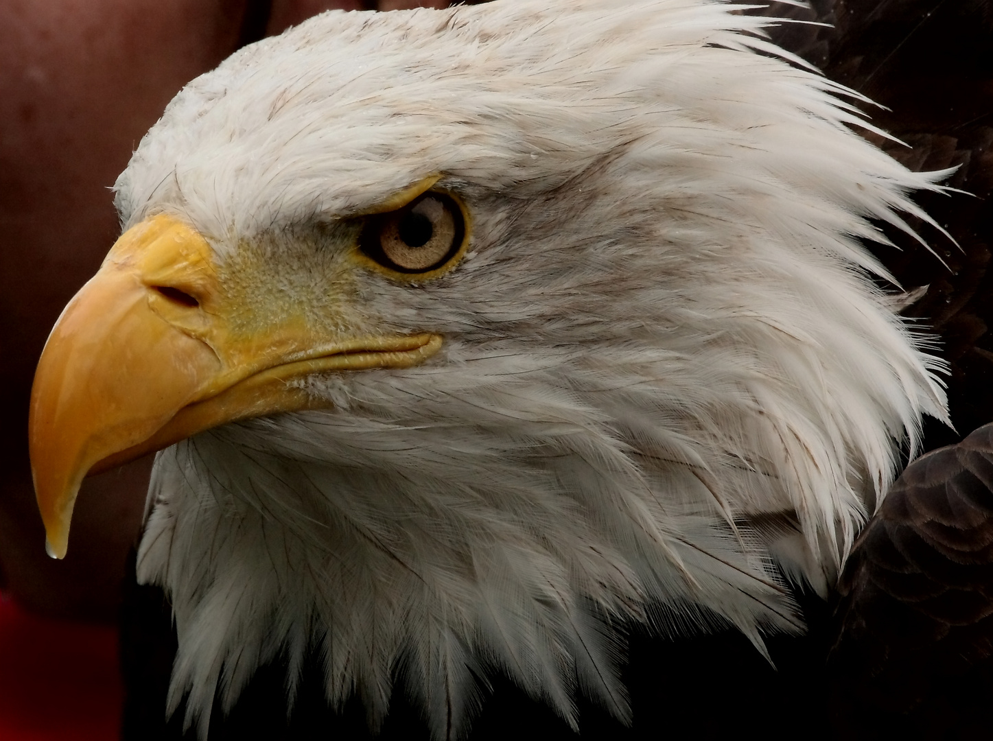 Portrait des Weißkopfseeadler