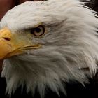 Portrait des Weißkopfseeadler