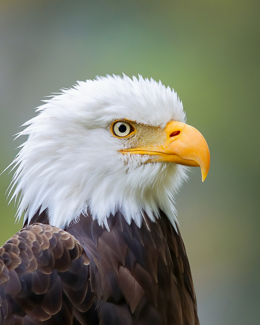 Portrait des Weißkopfseeadlers