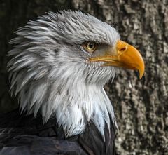 Portrait des Weißkopfseeadlers 