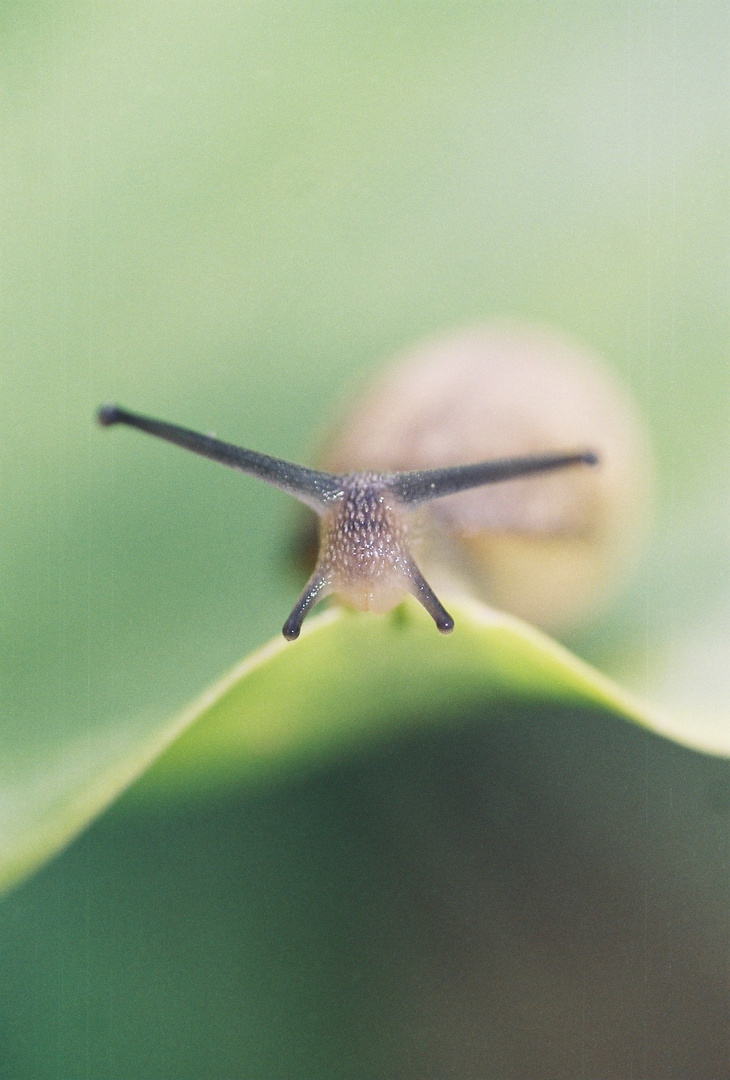 portrait d'escargot