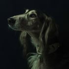 Portrait d'Hazir (Saluki ou lévrier persan)