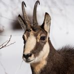 Portrait d'hiver.