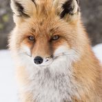 portrait d'hiver